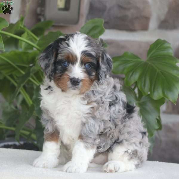 Rhett, Cavapoo Puppy